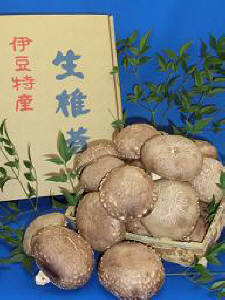 生椎茸　箱入(800g)