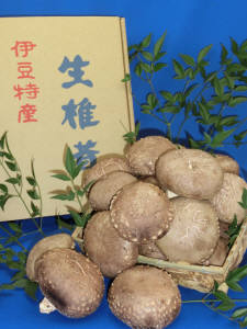 生椎茸　箱入(1.2kg)