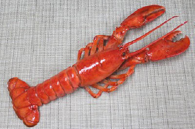 ロブスター（ゆで）