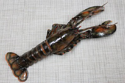 ロブスター（生）