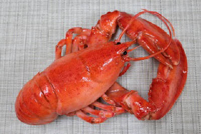 ロブスター（ゆで）（丸まり）