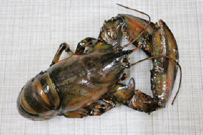 ロブスター（生）（丸まり）