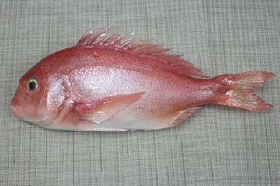 鯛（中）