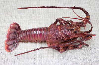 伊勢海老（生）